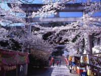 信夫山公園の桜の写真