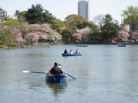 千葉公園の桜の写真