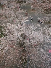 太田山公園の桜の写真