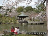 成田山公園の桜の写真