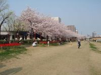 信濃川やすらぎ堤緑地の桜