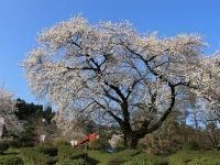 村松公園の桜の写真