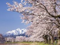 高田城址公園の桜の写真