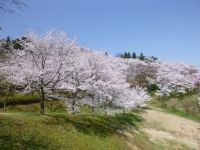 城ヶ山公園の桜