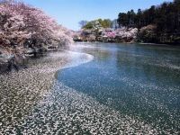 須坂市臥竜公園の桜の写真
