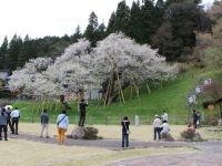 臥龍桜の写真