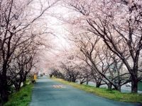 河原町桜堤防の桜の写真