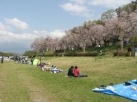 狩野川さくら公園の桜の写真