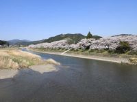 太田川桜堤の桜の写真