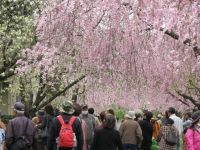 東谷山フルーツパークの桜の写真