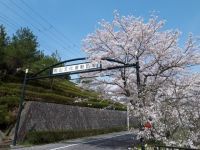 雨山文化運動公園の桜の写真