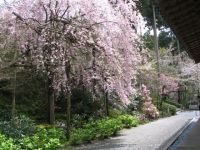 三千院周辺の桜