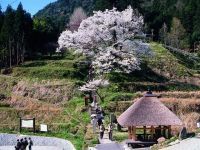 佛隆寺千年桜の写真