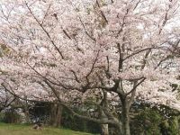浜田城山公園の桜の写真