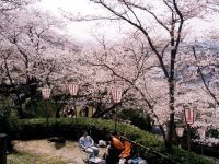 安来公園の桜の写真