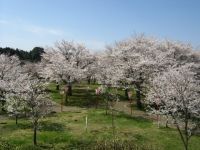 丸子山公園の桜の写真