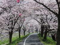 井原堤の桜