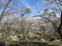 秋吉台家族旅行村「桜の園」の桜