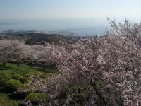 竜王山公園の桜
