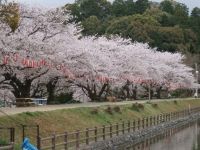 滝の宮公園の桜の写真