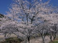 大坂の桜並木の写真