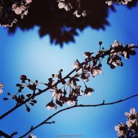 真間川沿い桜並木の写真