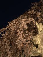 観音神社の桜の写真