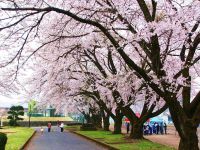 今市運動公園の桜の写真