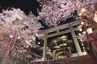 鬼怒川温泉護国神社の桜の写真