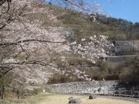 渡良瀬公園の桜の写真