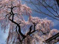 虚空蔵尊のしだれざくらの桜の写真