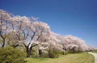館山史跡公園（岩谷堂城跡）の桜の写真