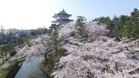 忍城の桜の写真