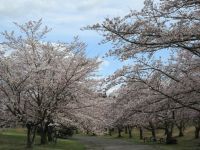 国立能登青少年交流の家 桜の森の桜の写真