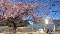 小田原フラワーガーデンの桜の写真