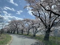 徳島堰沿いの桜並木の写真