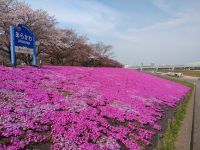 新荒川大橋緑地の桜の写真