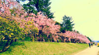 下鴨半木の道の桜の写真