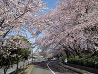 県立保土ケ谷公園の桜の写真