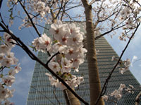 赤坂サカスの桜の写真