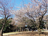 蚕糸の森公園の桜の写真