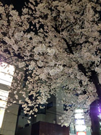 九品仏川緑道（自由が丘）の桜の写真