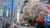 八重洲さくら通りの桜の写真