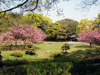 清澄庭園の桜の写真