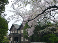 旧古河庭園の桜の写真