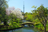 向島百花園の桜の写真