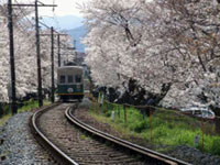 嵐電　桜のトンネルの写真