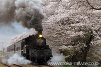 真岡鐵道の桜の写真