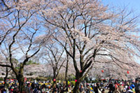 里見公園の桜の写真