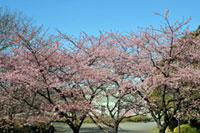 千葉県立青葉の森公園の桜の写真